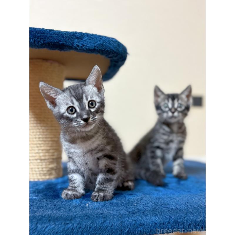 販売中の石川県のミックス-133777の2枚目