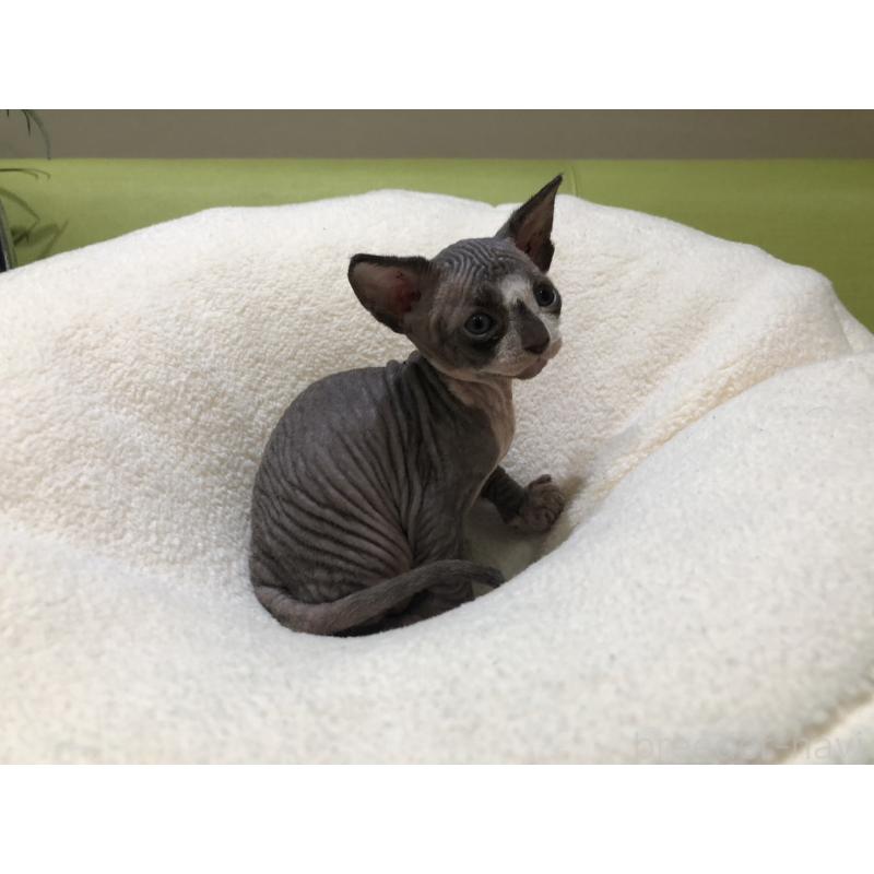 販売中の岐阜県のスフィンクス-133778の9枚目