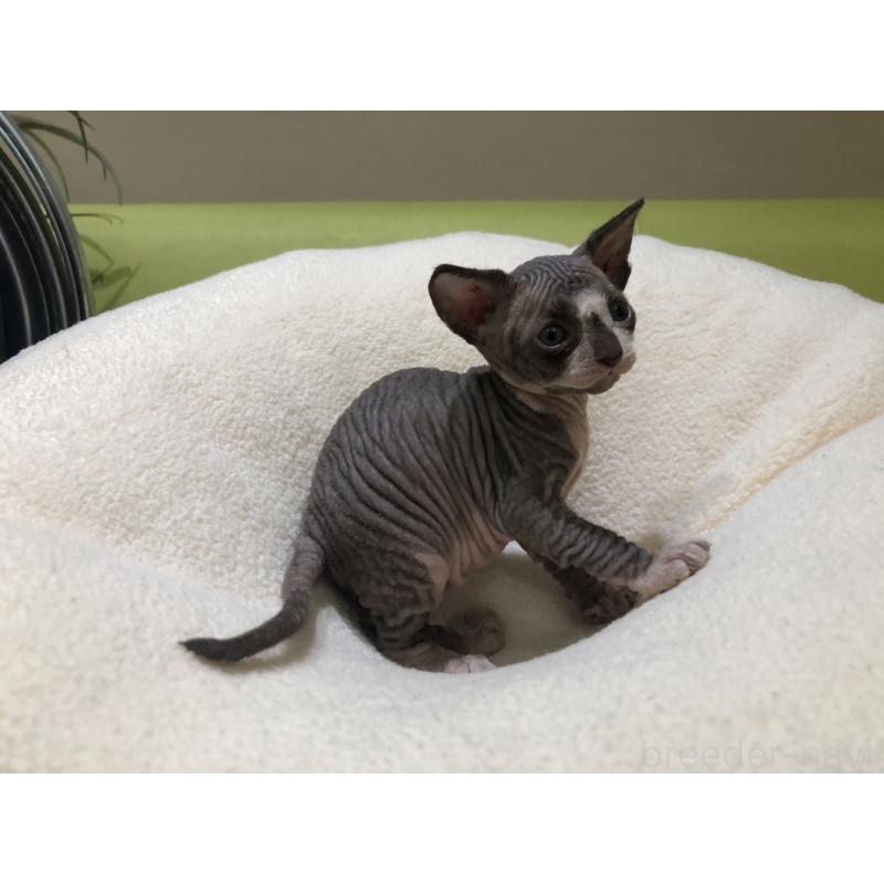 販売中の岐阜県のスフィンクス-133778の8枚目