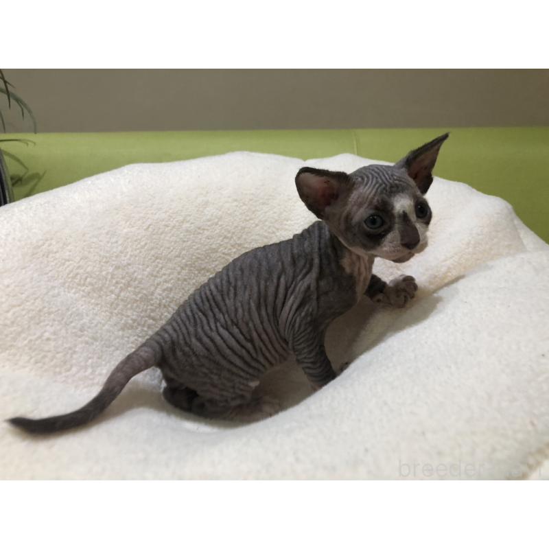 販売中の岐阜県のスフィンクス-133778の7枚目