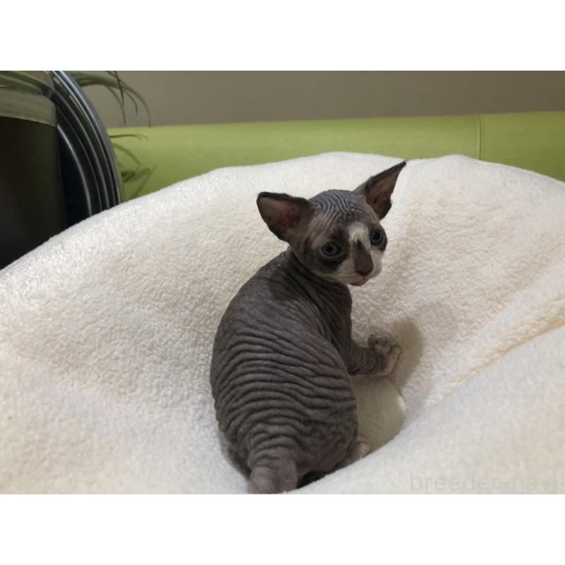 販売中の岐阜県のスフィンクス-133778の6枚目