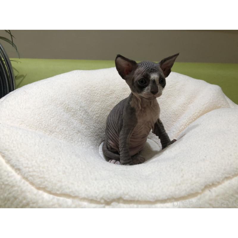 販売中の岐阜県のスフィンクス-133778の3枚目