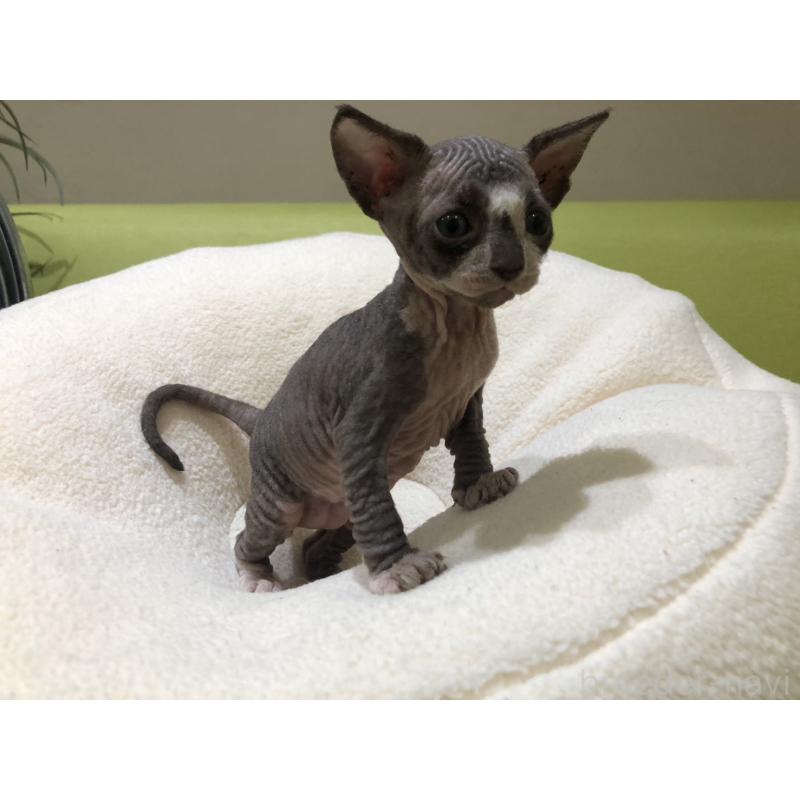 販売中の岐阜県のスフィンクス-133778の2枚目