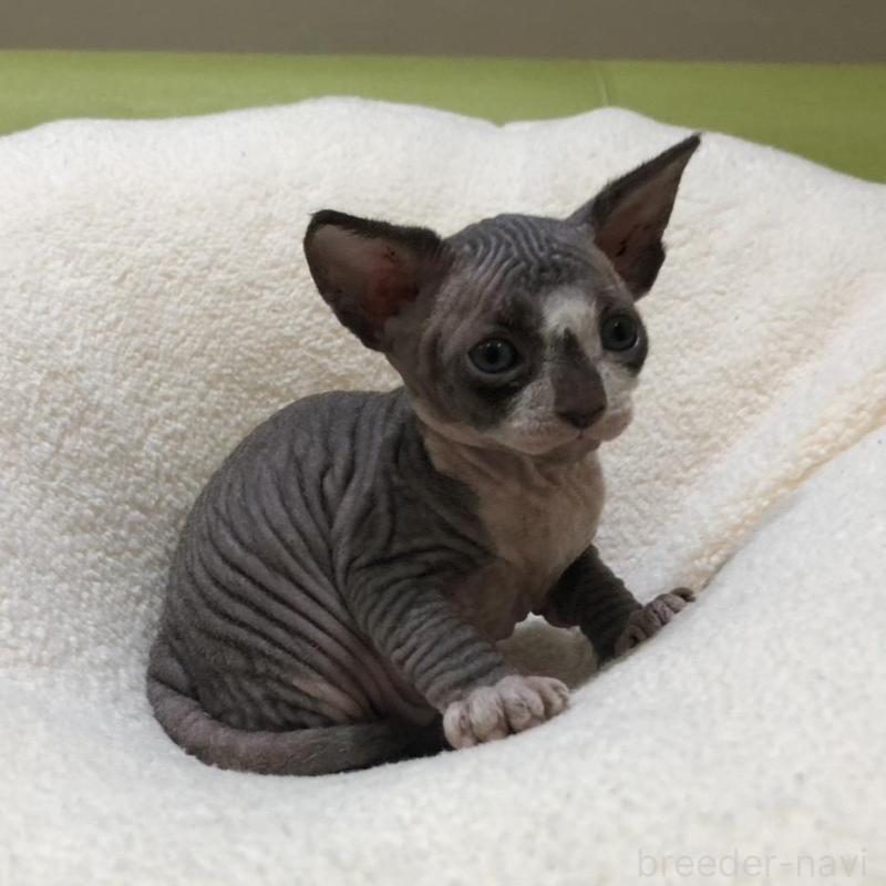 販売中の岐阜県のスフィンクス-133778