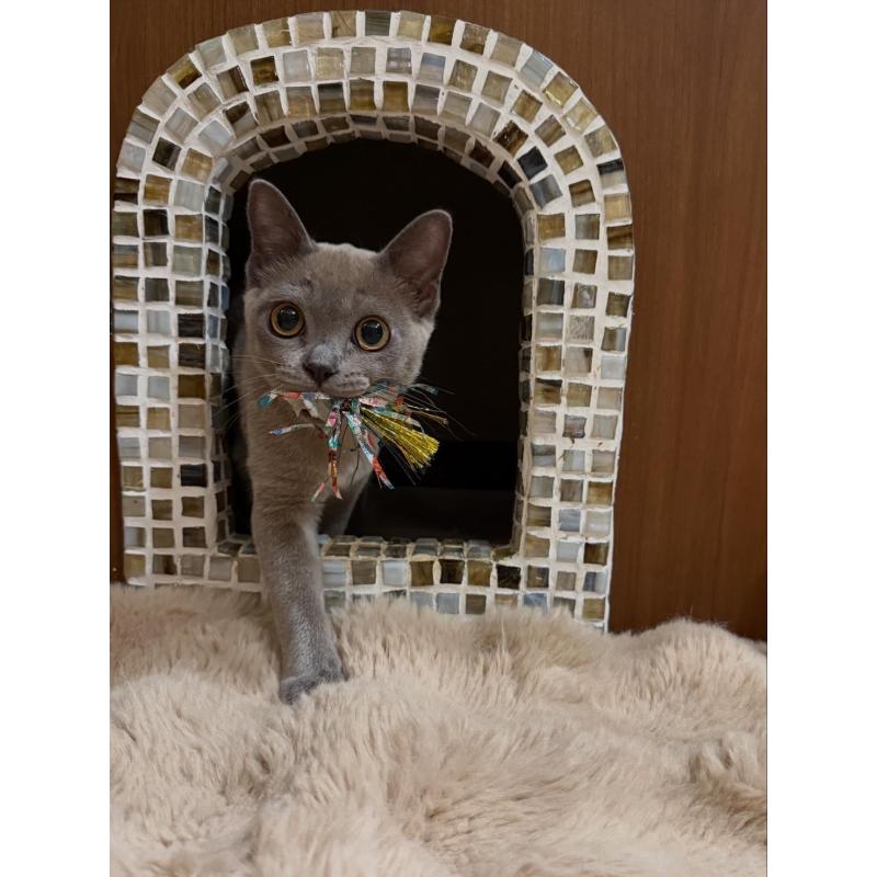 販売中の兵庫県のアメリカンバーミーズ-133779の7枚目