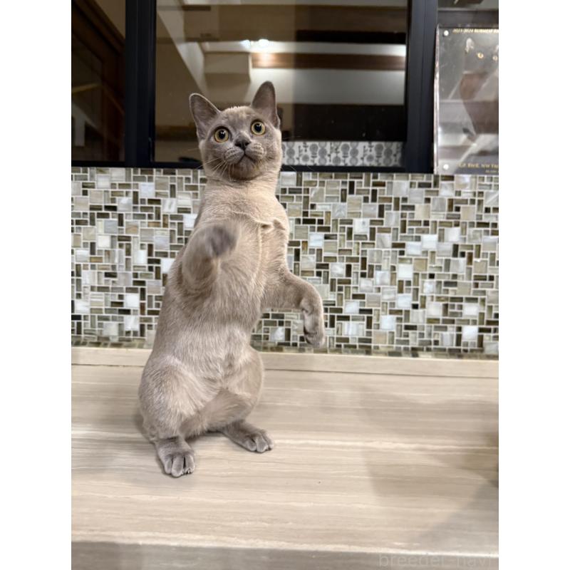 販売中の兵庫県のアメリカンバーミーズ-133779の6枚目