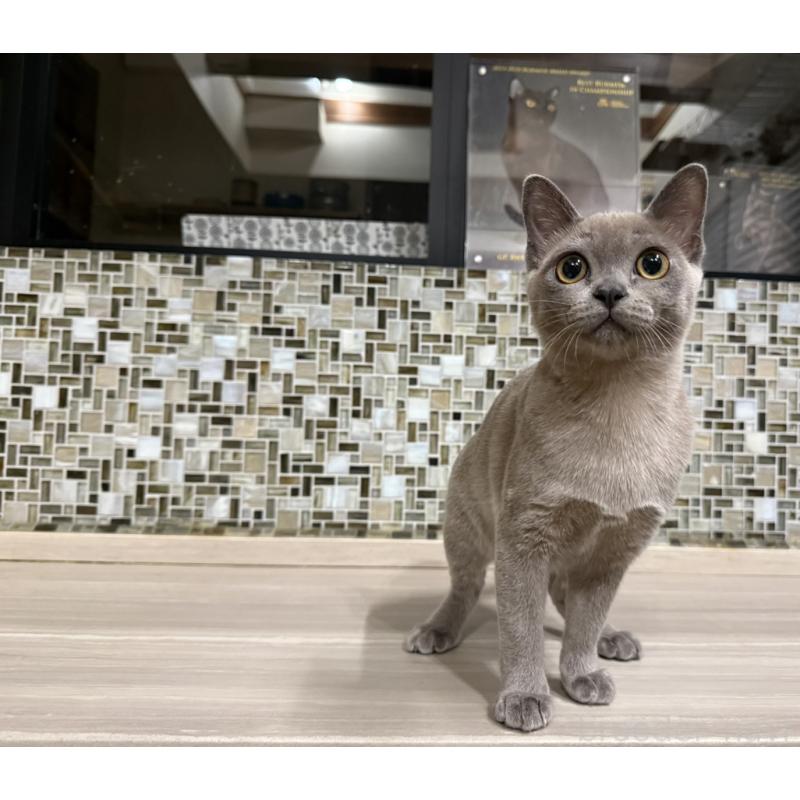 販売中の兵庫県のアメリカンバーミーズ-133779の5枚目