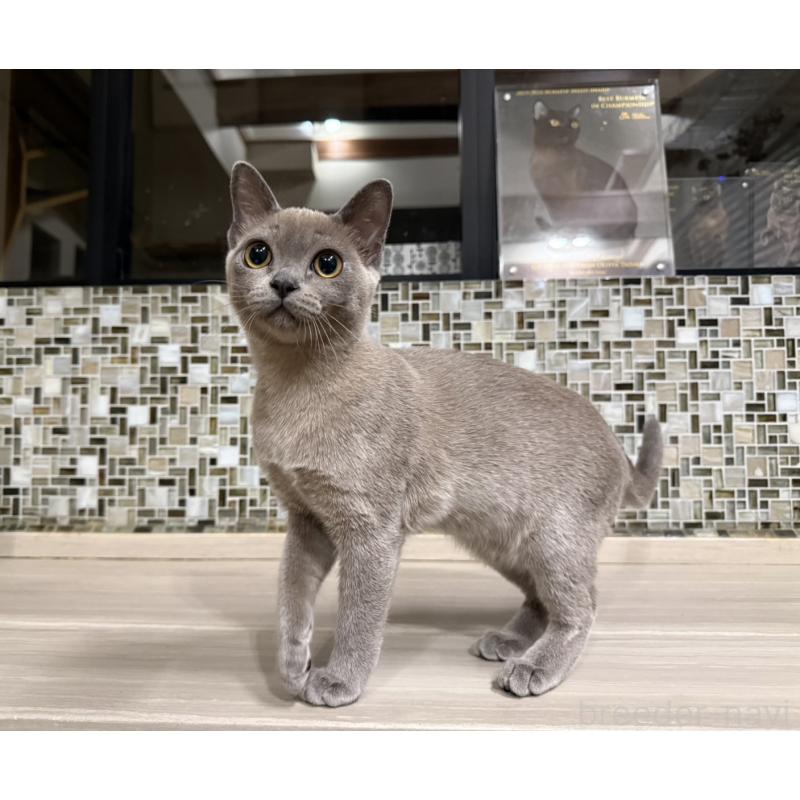 販売中の兵庫県のアメリカンバーミーズ-133779の3枚目