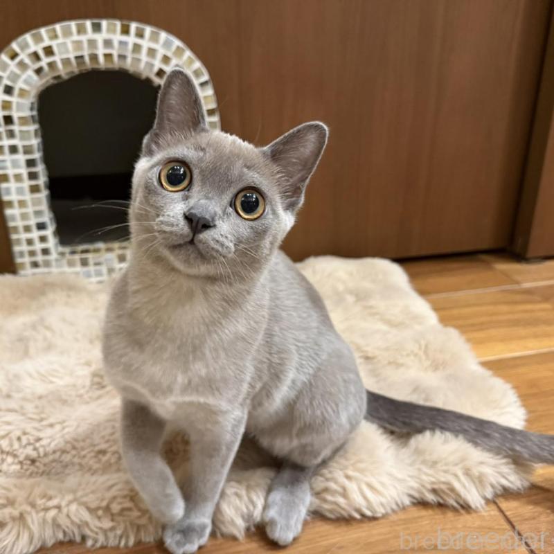 販売中の兵庫県のアメリカンバーミーズ-133779の1枚目