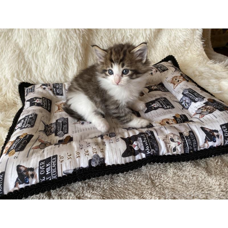 販売中の愛知県のノルウェージャンフォレストキャット-133781の5枚目