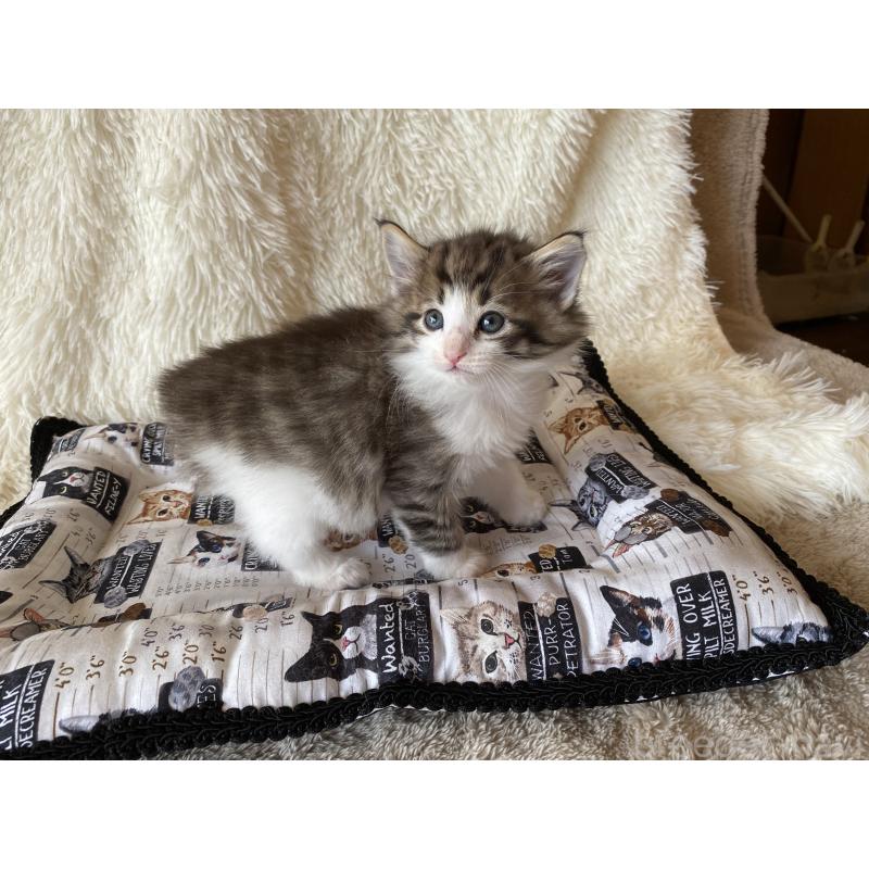 販売中の愛知県のノルウェージャンフォレストキャット-133781の4枚目