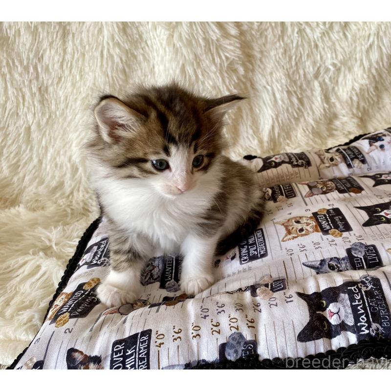 販売中の愛知県のノルウェージャンフォレストキャット-133781の3枚目