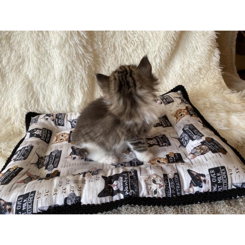 販売中の愛知県のノルウェージャンフォレストキャット-133781の2枚目