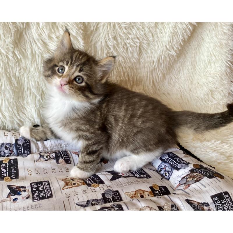 販売中の愛知県のノルウェージャンフォレストキャット-133782の6枚目