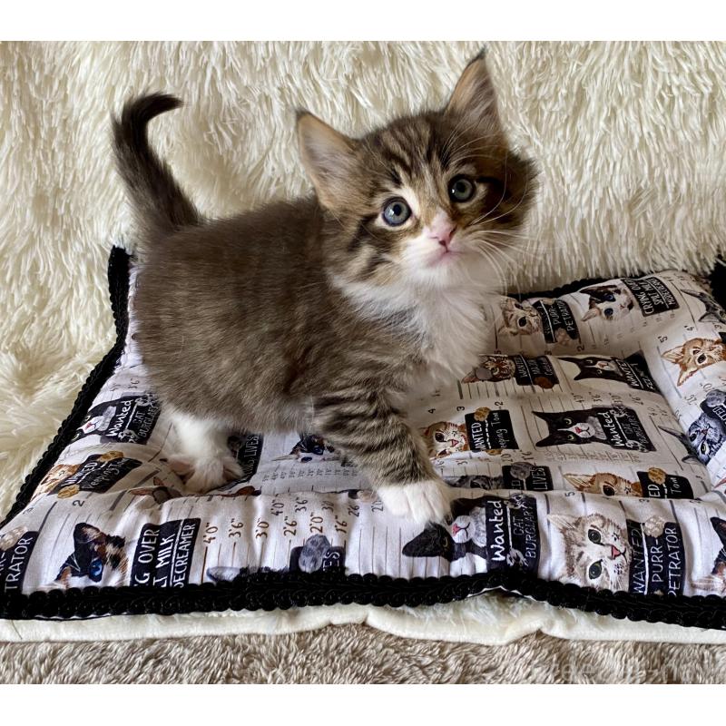 販売中の愛知県のノルウェージャンフォレストキャット-133782の5枚目