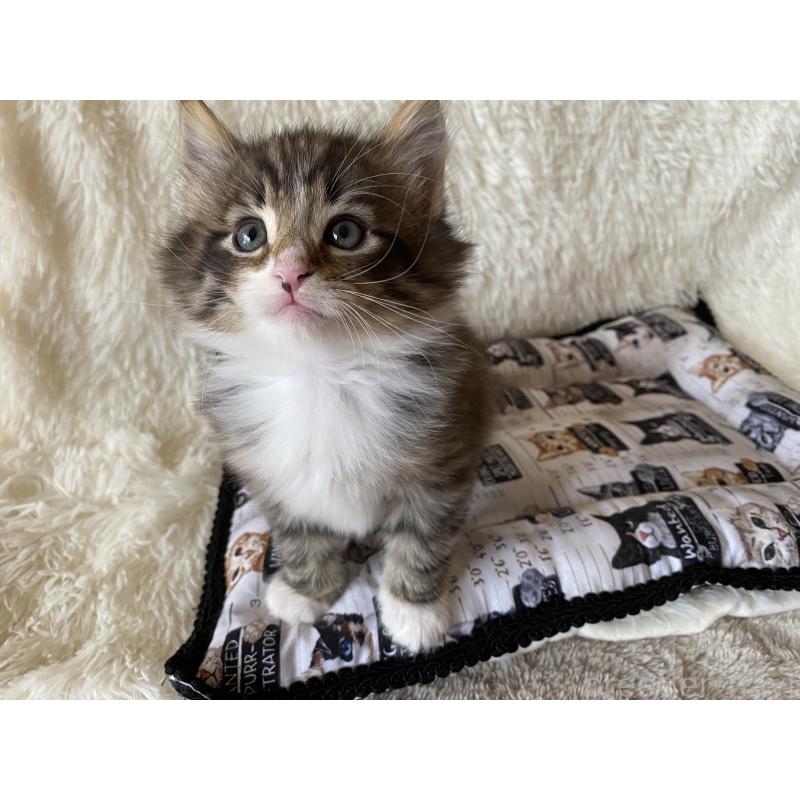 販売中の愛知県のノルウェージャンフォレストキャット-133782の4枚目