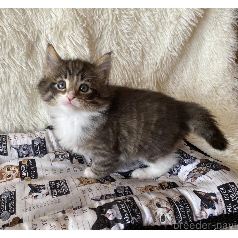 販売中の愛知県のノルウェージャンフォレストキャット-133782の3枚目