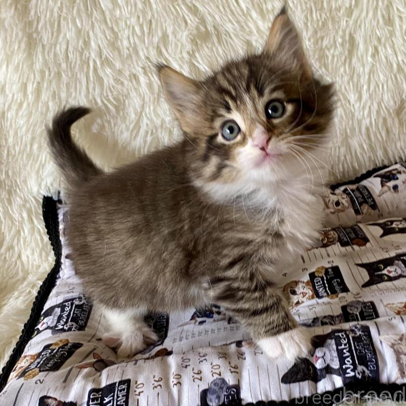 販売中の愛知県のノルウェージャンフォレストキャット-133782の1枚目