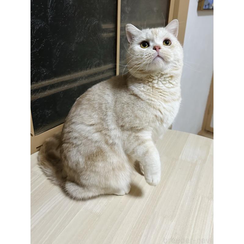 販売中の千葉県のマンチカン-125619の7枚目