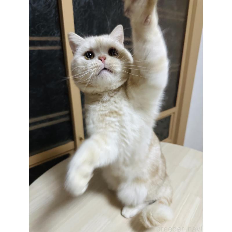 販売中の千葉県のマンチカン-125619の5枚目