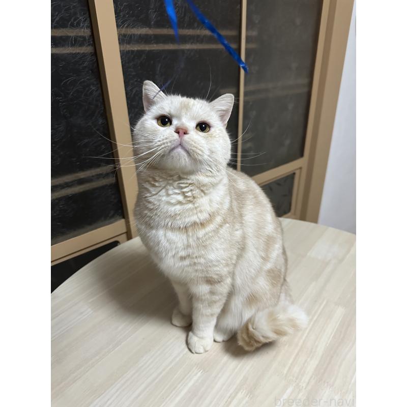 販売中の千葉県のマンチカン-125619の4枚目