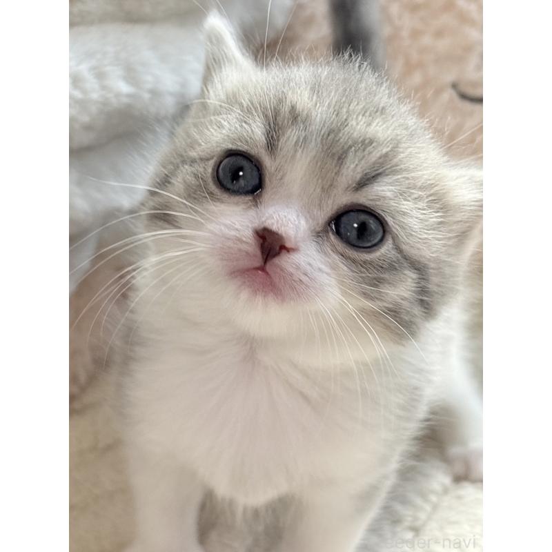 販売中の奈良県のスコティッシュフォールド-133784の5枚目