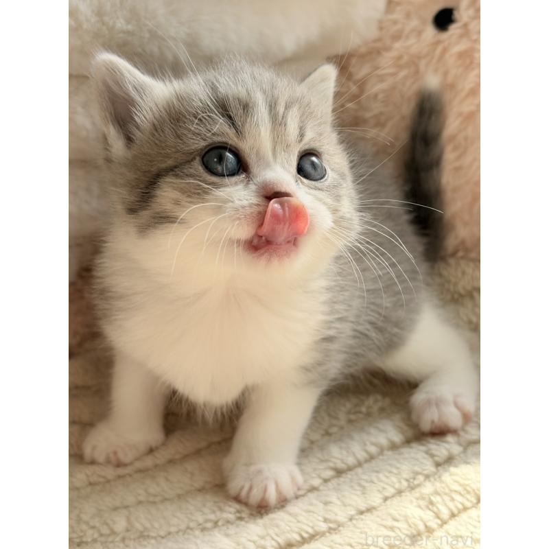 販売中の奈良県のスコティッシュフォールド-133784の4枚目