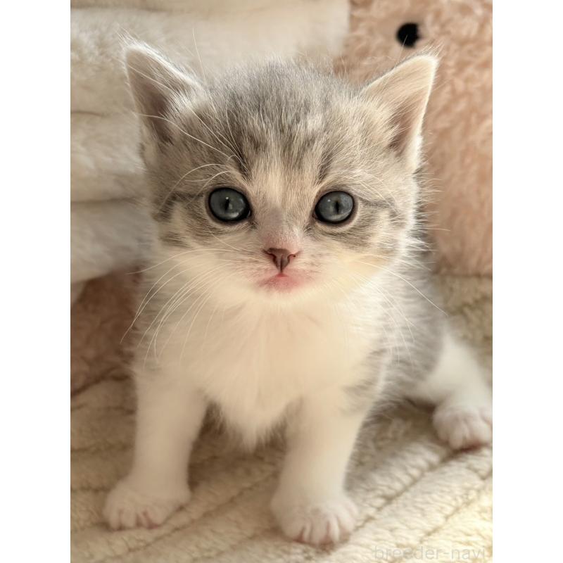 販売中の奈良県のスコティッシュフォールド-133784の3枚目