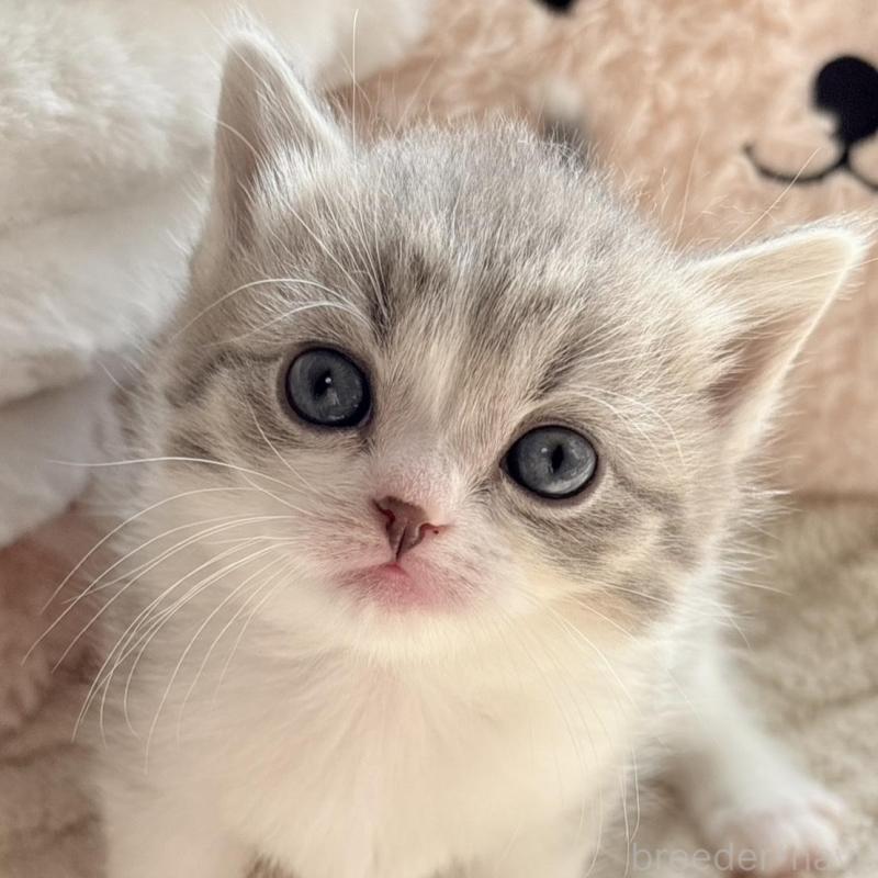 販売中の奈良県のスコティッシュフォールド-133784の1枚目