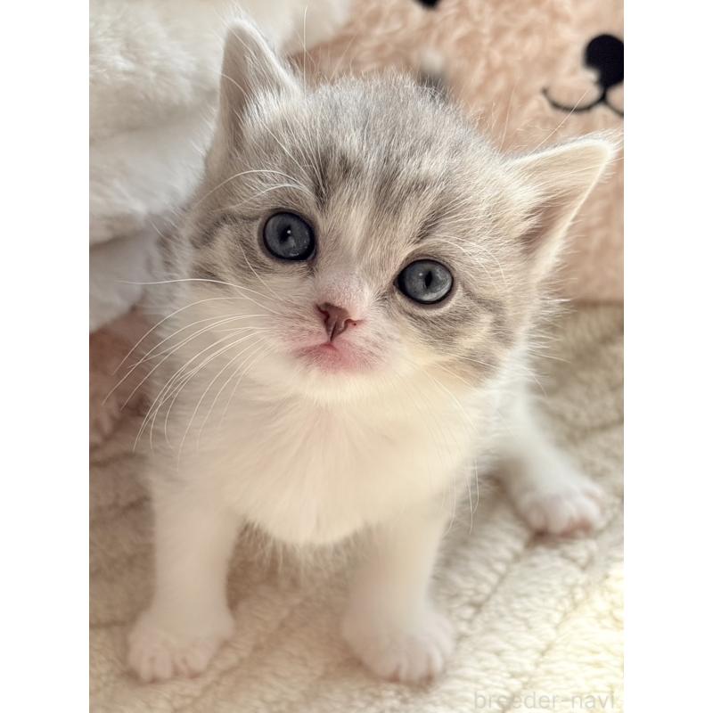 販売中の奈良県のスコティッシュフォールド-133784の2枚目