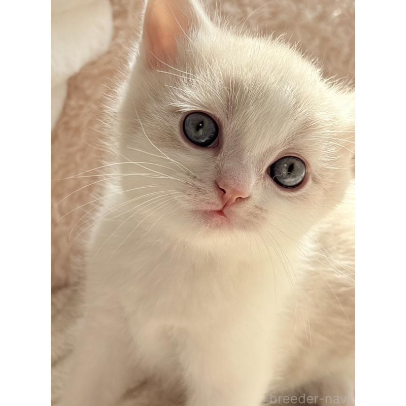 販売中の奈良県のスコティッシュフォールド-133786の5枚目