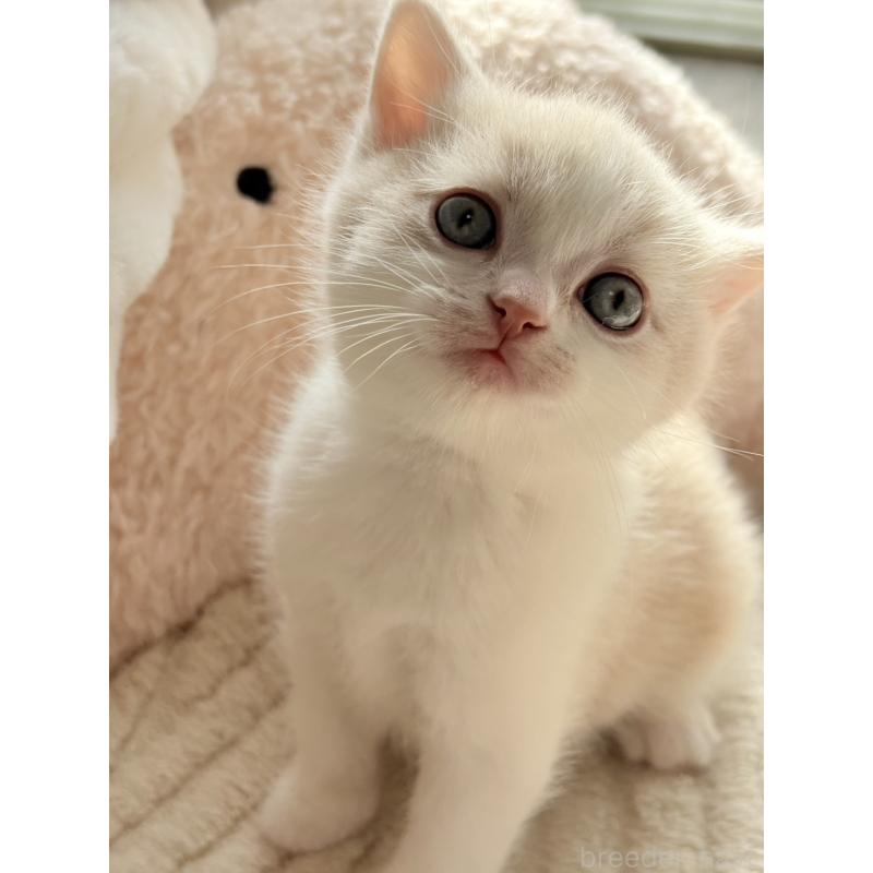 販売中の奈良県のスコティッシュフォールド-133786の4枚目