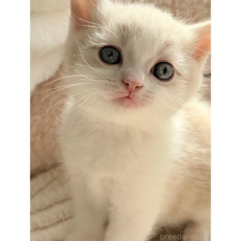 販売中の奈良県のスコティッシュフォールド-133786の3枚目