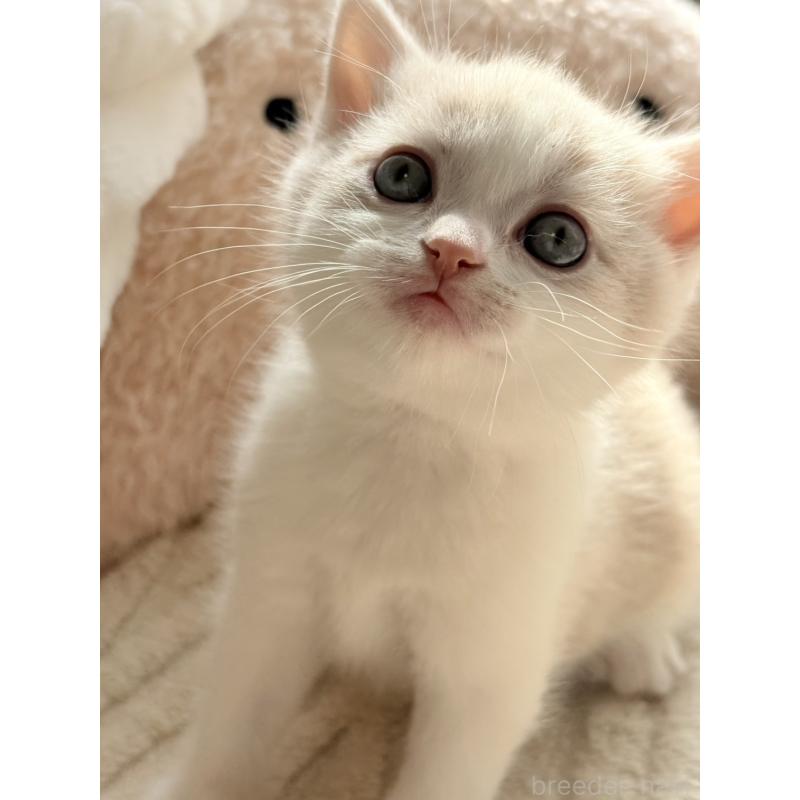 販売中の奈良県のスコティッシュフォールド-133786の2枚目