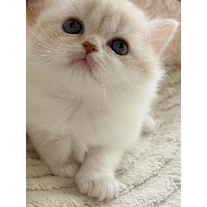 販売中の奈良県のスコティッシュフォールド-133787の4枚目