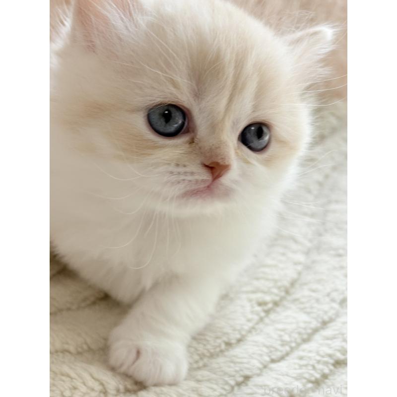 販売中の奈良県のスコティッシュフォールド-133787の3枚目