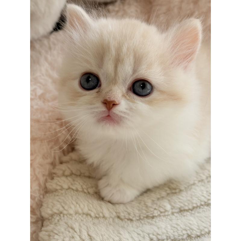 販売中の奈良県のスコティッシュフォールド-133787の2枚目