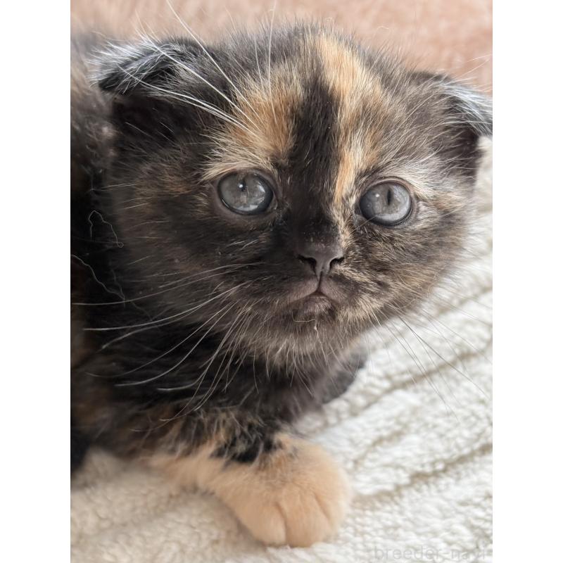 販売中の奈良県のスコティッシュフォールド(折れ耳)-133788の5枚目