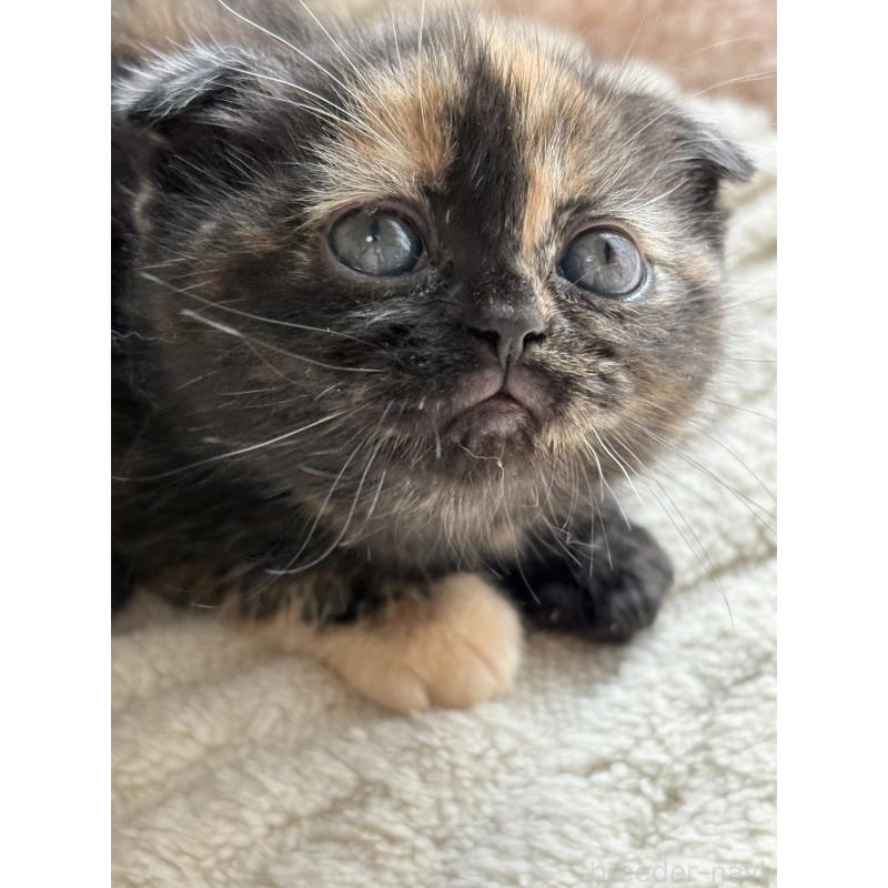 販売中の奈良県のスコティッシュフォールド(折れ耳)-133788の3枚目