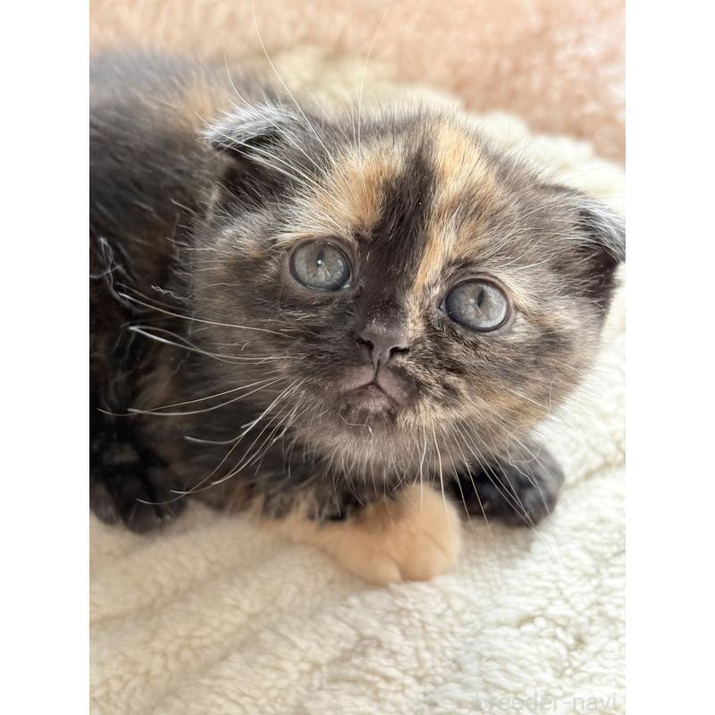 販売中の奈良県のスコティッシュフォールド(折れ耳)-133788の2枚目