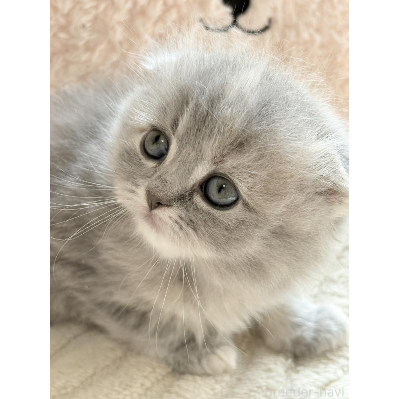 販売中の奈良県のスコティッシュフォールド(折れ耳)-133789の4枚目