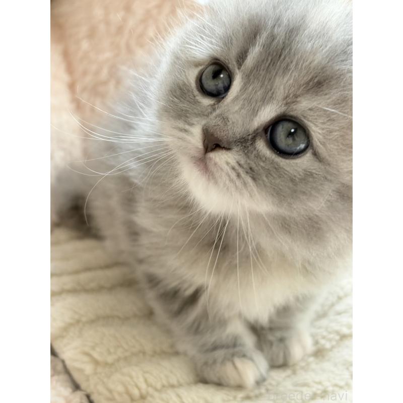 販売中の奈良県のスコティッシュフォールド(折れ耳)-133789の3枚目