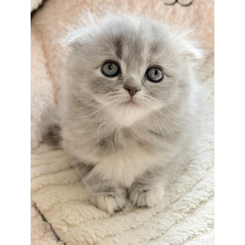 販売中の奈良県のスコティッシュフォールド(折れ耳)-133789の2枚目