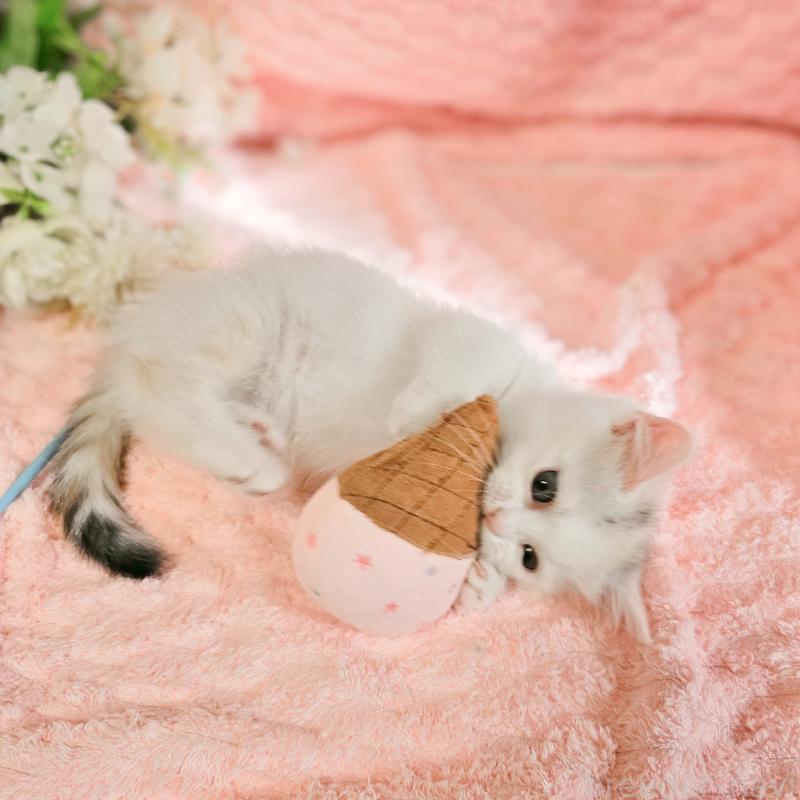 販売中の茨城県のミヌエット(短足)-133300の20枚目