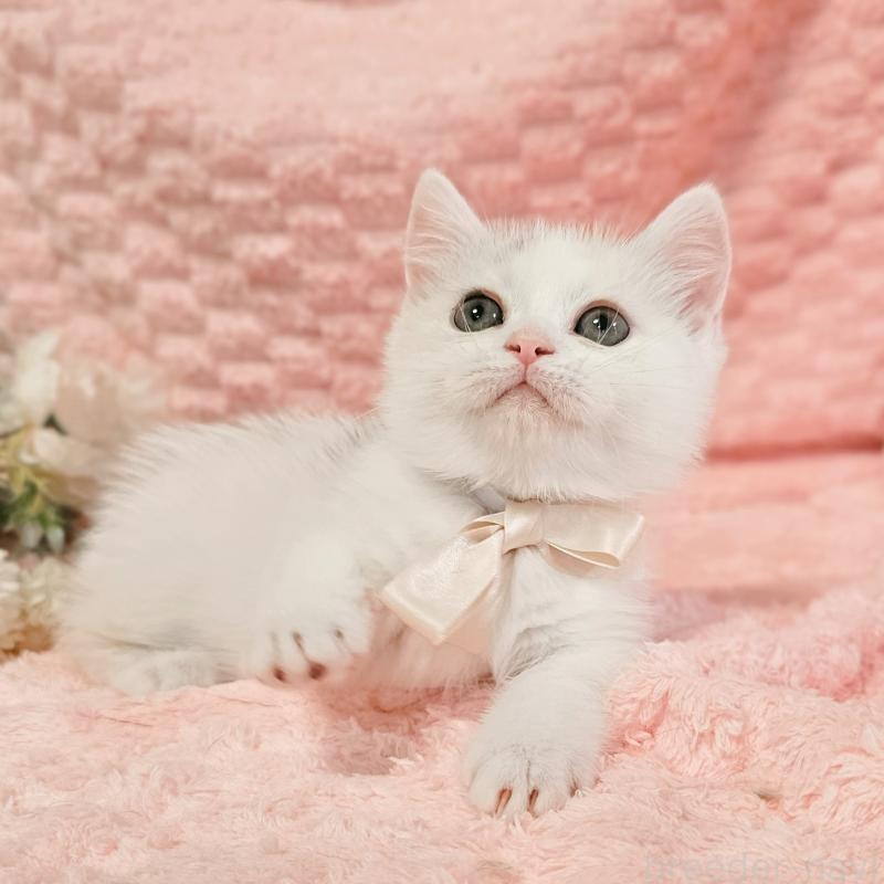 販売中の茨城県のミヌエット(短足)-133300