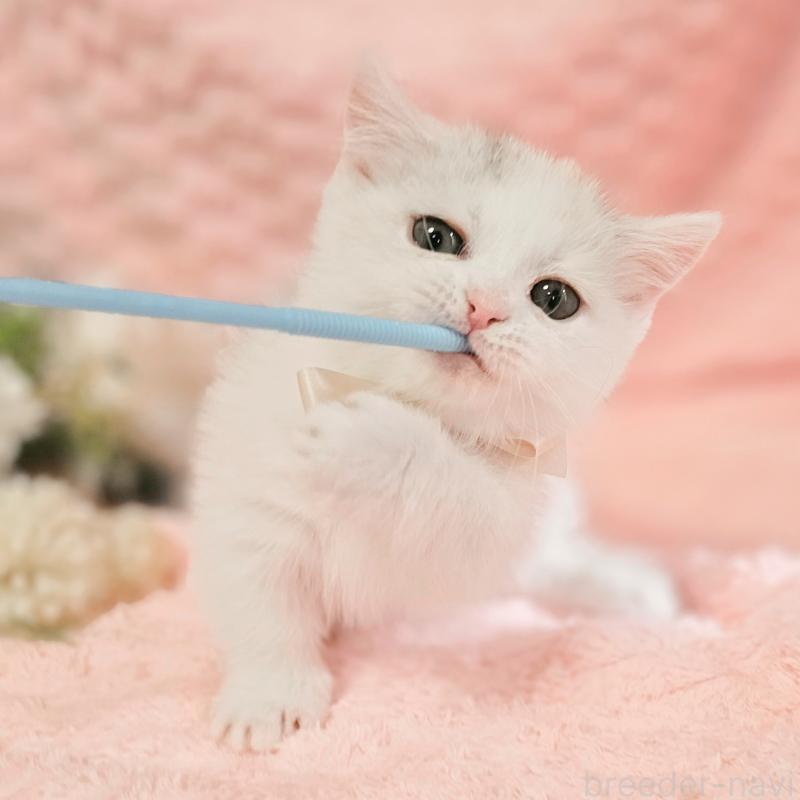 販売中の茨城県のミヌエット(短足)-133300の18枚目