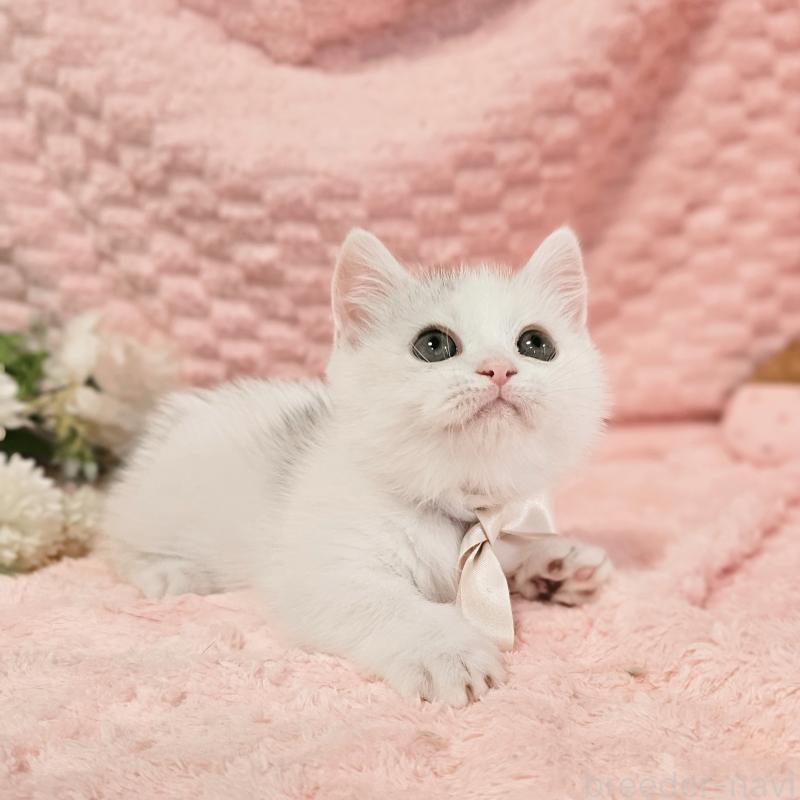 販売中の茨城県のミヌエット(短足)-133300の17枚目