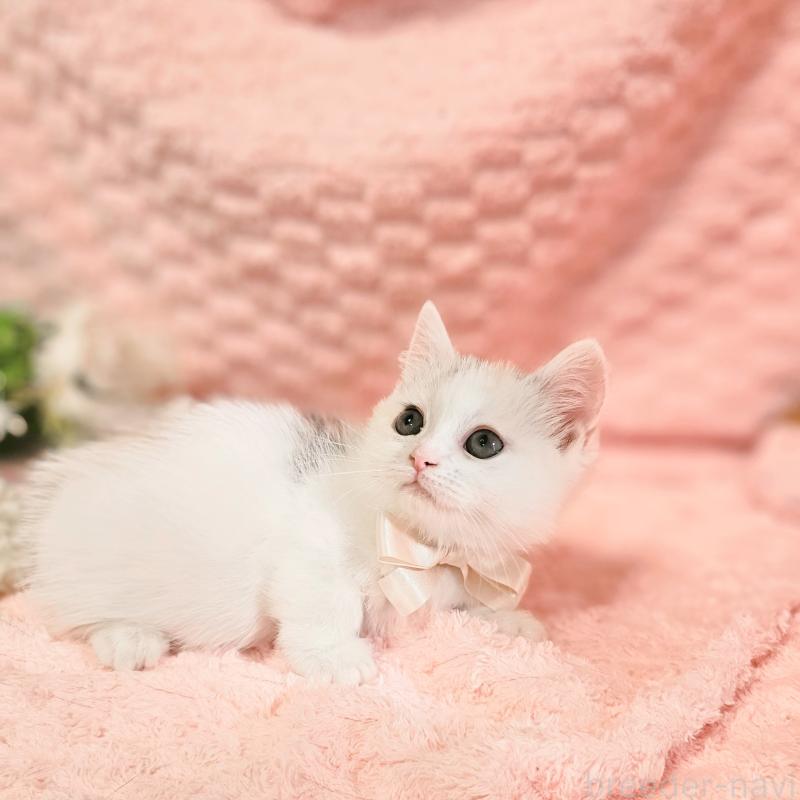 販売中の茨城県のミヌエット(短足)-133300の16枚目