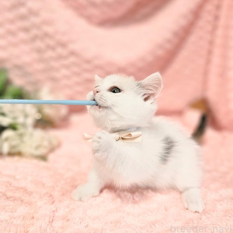 販売中の茨城県のミヌエット(短足)-133300の15枚目