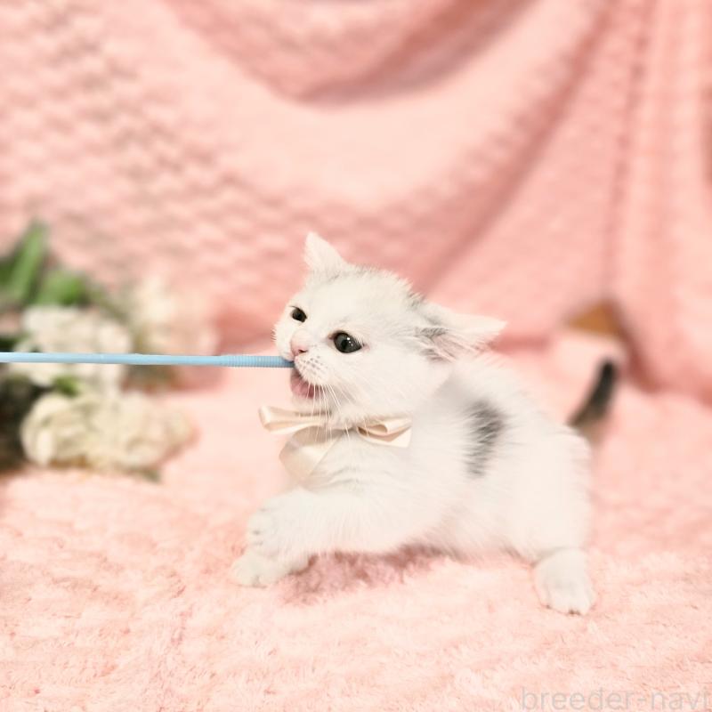 販売中の茨城県のミヌエット(短足)-133300の14枚目